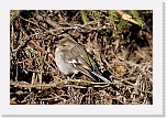 3 vihervarpunenko Carduelis spinus 4799 * 900 x 600 * (490KB)